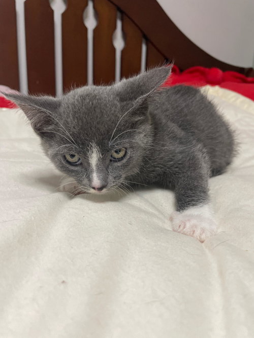 picture of the cat needing adoption