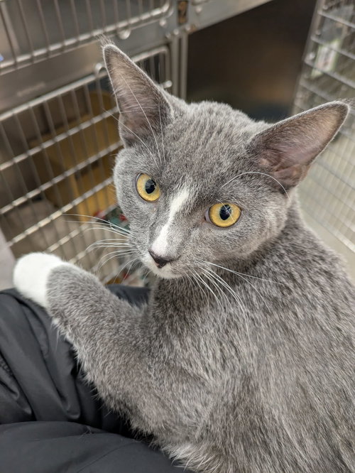 SLATE - Domestic Short Hair available for adoption