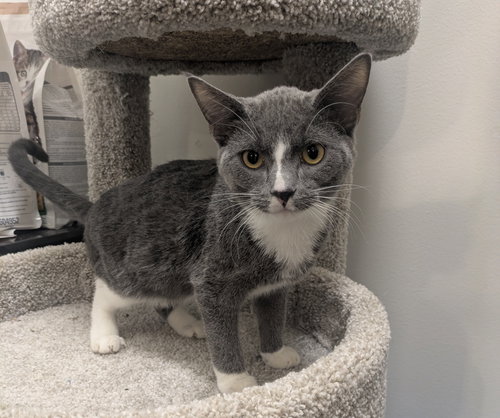 picture of the cat needing adoption