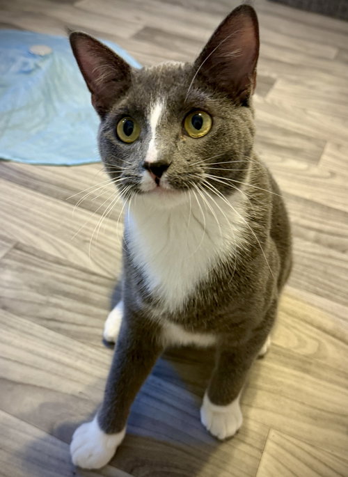 picture of the cat needing adoption