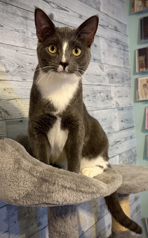 SLATE - Domestic Short Hair available for adoption