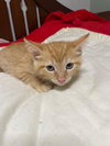 Jasper - Photo 3