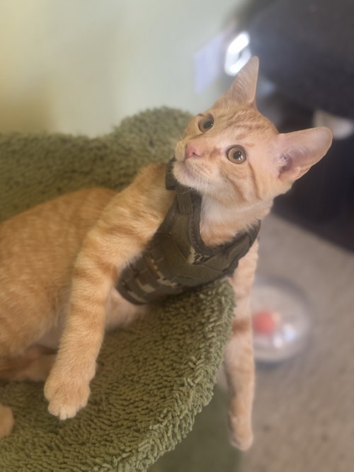 JASPER - Domestic Short Hair / Tabby available for adoption