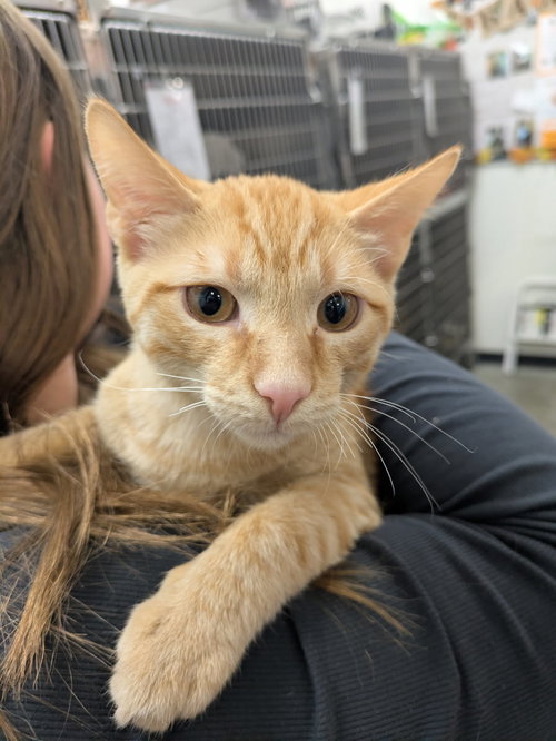 picture of the cat needing adoption