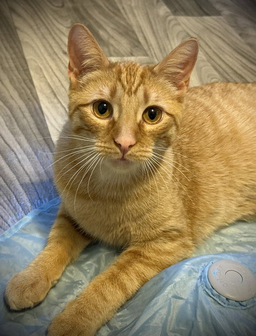 JASPER - Domestic Short Hair / Tabby available for adoption