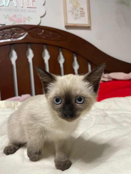 picture of the cat needing adoption