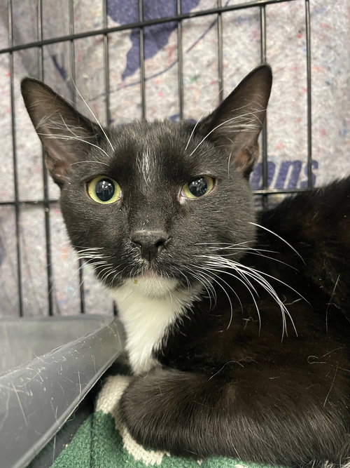 DAHLIA - Domestic Short Hair available for adoption