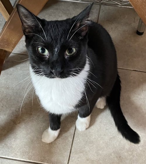 picture of the cat needing adoption