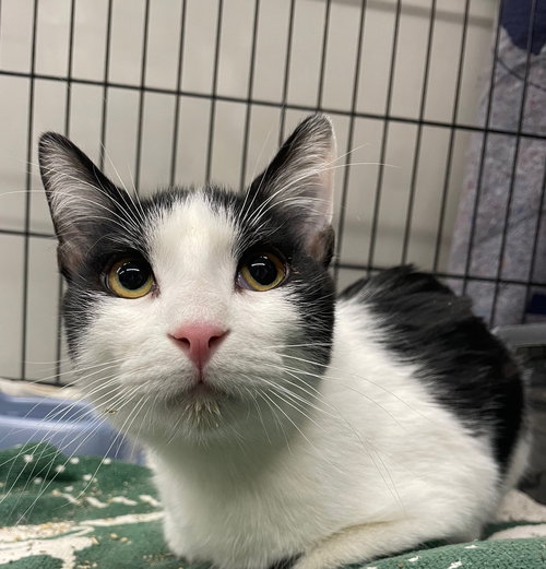 PANSIES - Domestic Short Hair available for adoption
