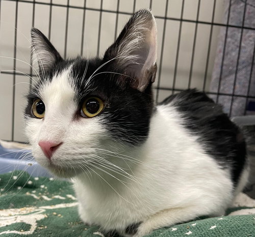 PANSIES - Domestic Short Hair available for adoption