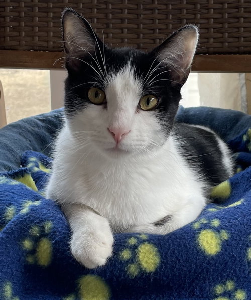picture of the cat needing adoption