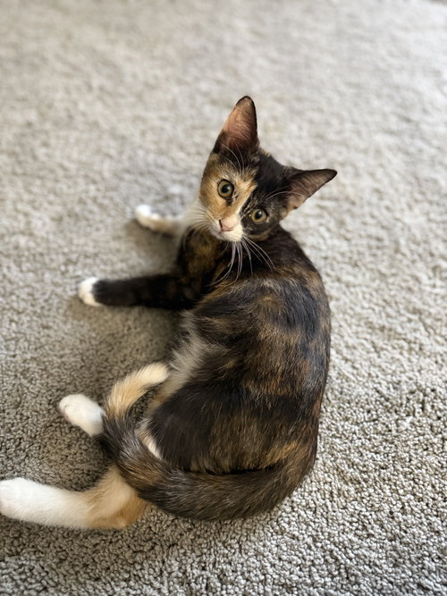 picture of the cat needing adoption