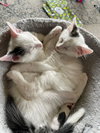 Snowball - Photo 1