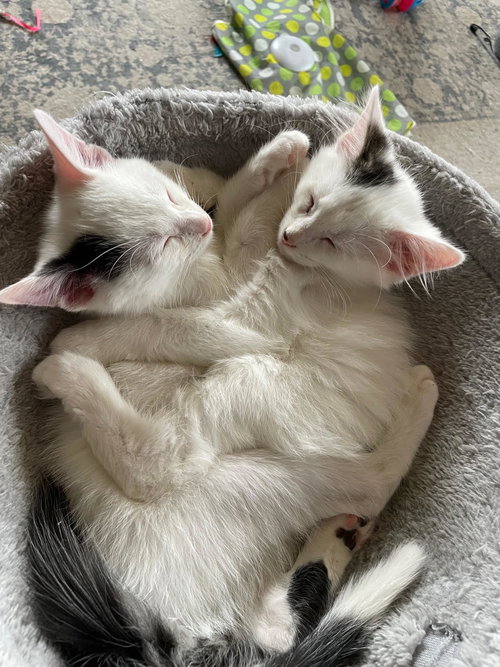 picture of the cat needing adoption