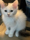 Snowball - Photo 2
