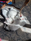 Snowball - Photo 3
