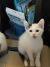 Yuki - Photo 4
