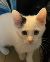 Yuki - Photo 6
