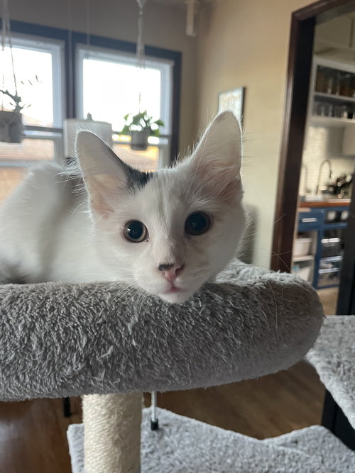picture of the cat needing adoption
