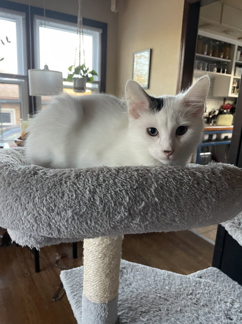 YUKI - Domestic Medium Hair available for adoption