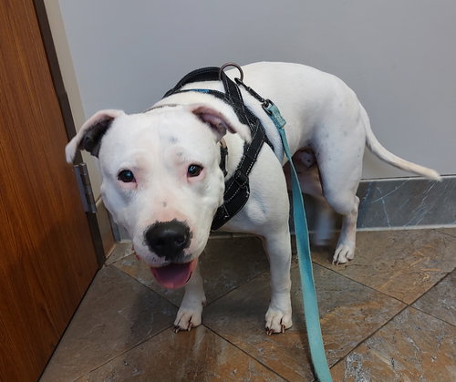 TOOTSEY - American Bulldog / American Pit Bull Terrier available for adoption