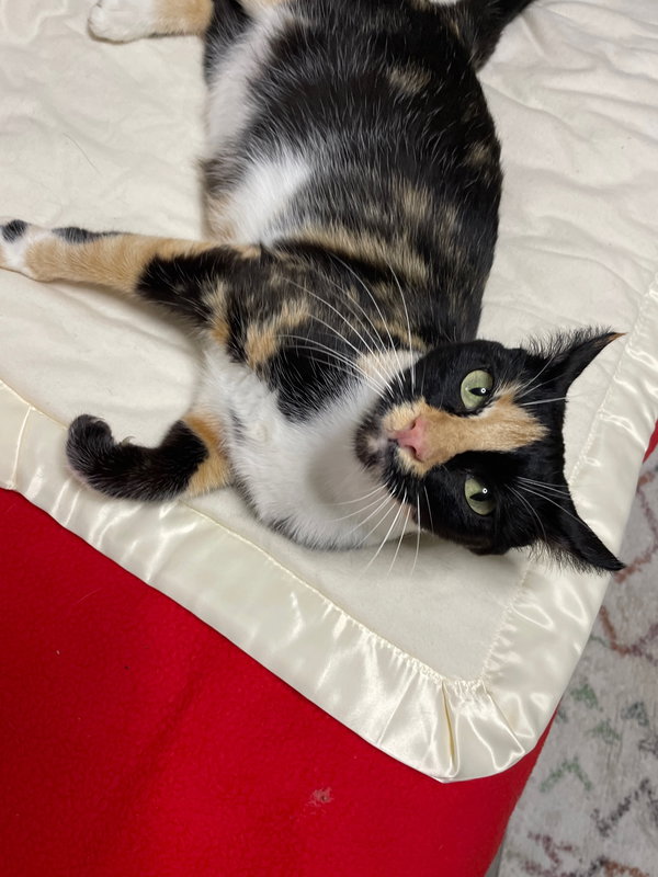 Bengal