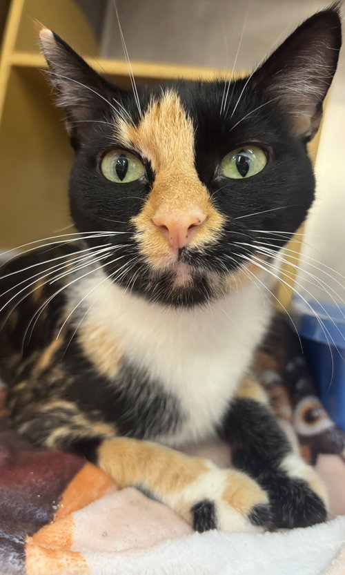 picture of the cat needing adoption