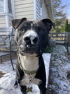 Ace - Photo 3