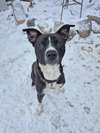 Ace - Photo 2