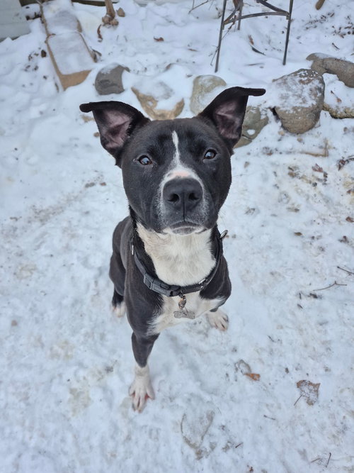ACE - American Pit Bull Terrier / Husky available for adoption