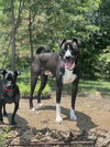 Ace - Photo 2