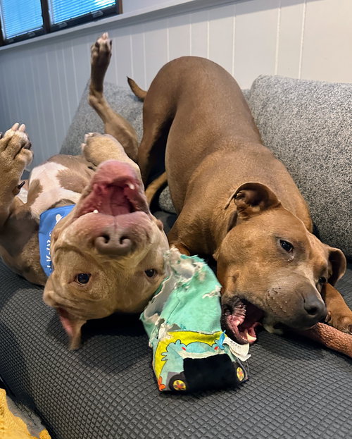 COBAIN - American Pit Bull Terrier available for adoption