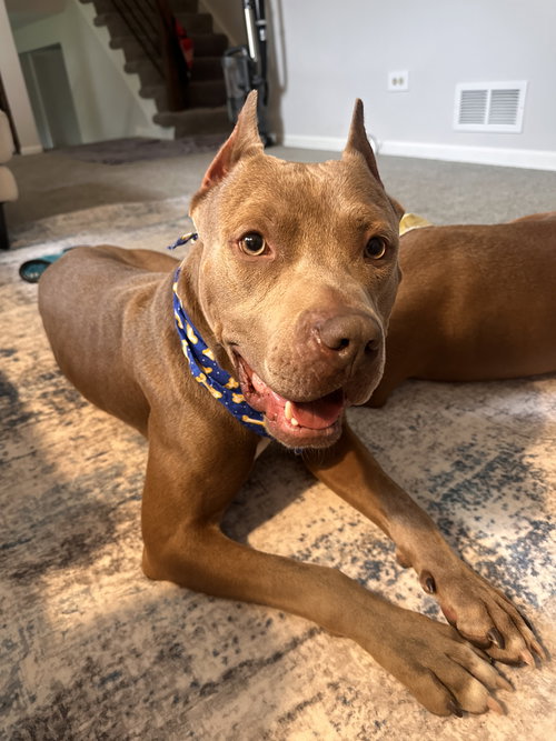 Cobain, an adoptable American Pit Bull Terrier in Wauconda, IL