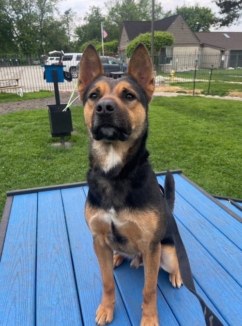 picture of the dog needing adoption