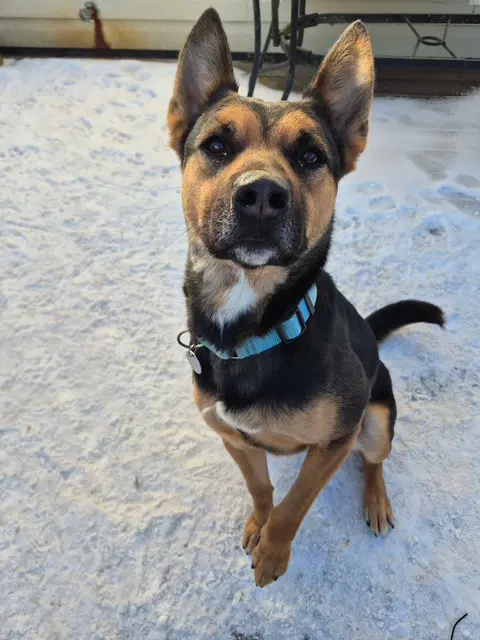 Frankie - German Shepherd Dog