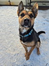 Frankie - Photo 1