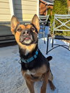 Frankie - Photo 2