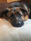 Remy - Photo 1