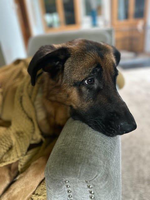 REMY - German Shepherd Dog available for adoption