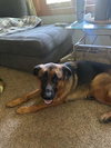 Remy - Photo 3