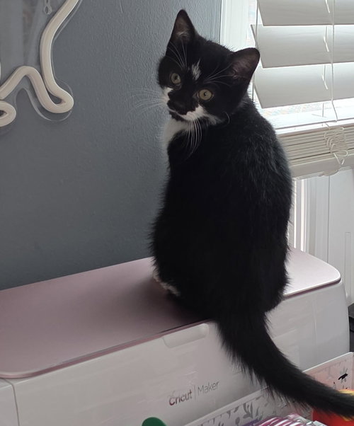 picture of the cat needing adoption