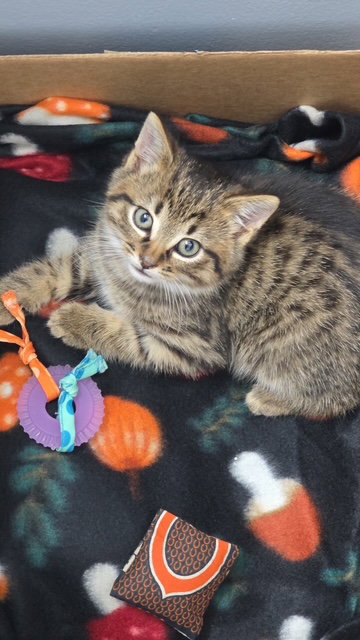 picture of the cat needing adoption