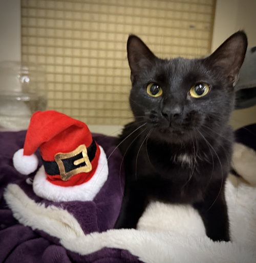 picture of the cat needing adoption