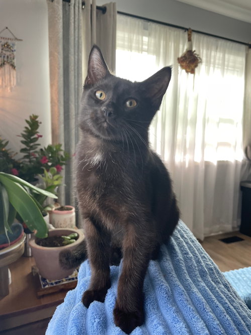 VAN HELSING - Domestic Short Hair available for adoption