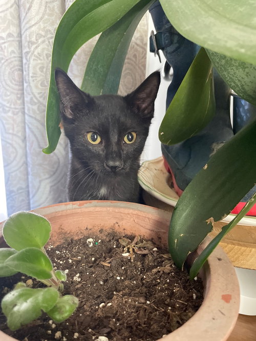 VAN HELSING - Domestic Short Hair available for adoption