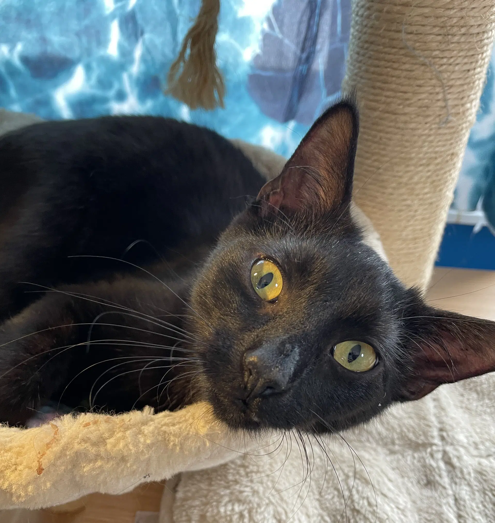 Van Helsing - Domestic Short Hair
