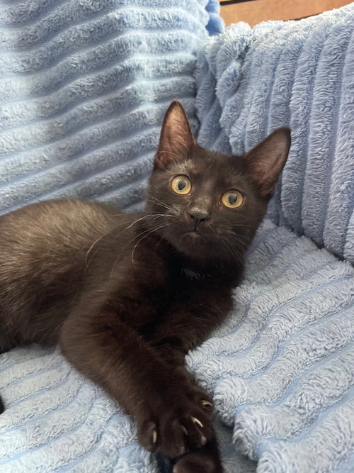 DRACULA - Domestic Short Hair available for adoption