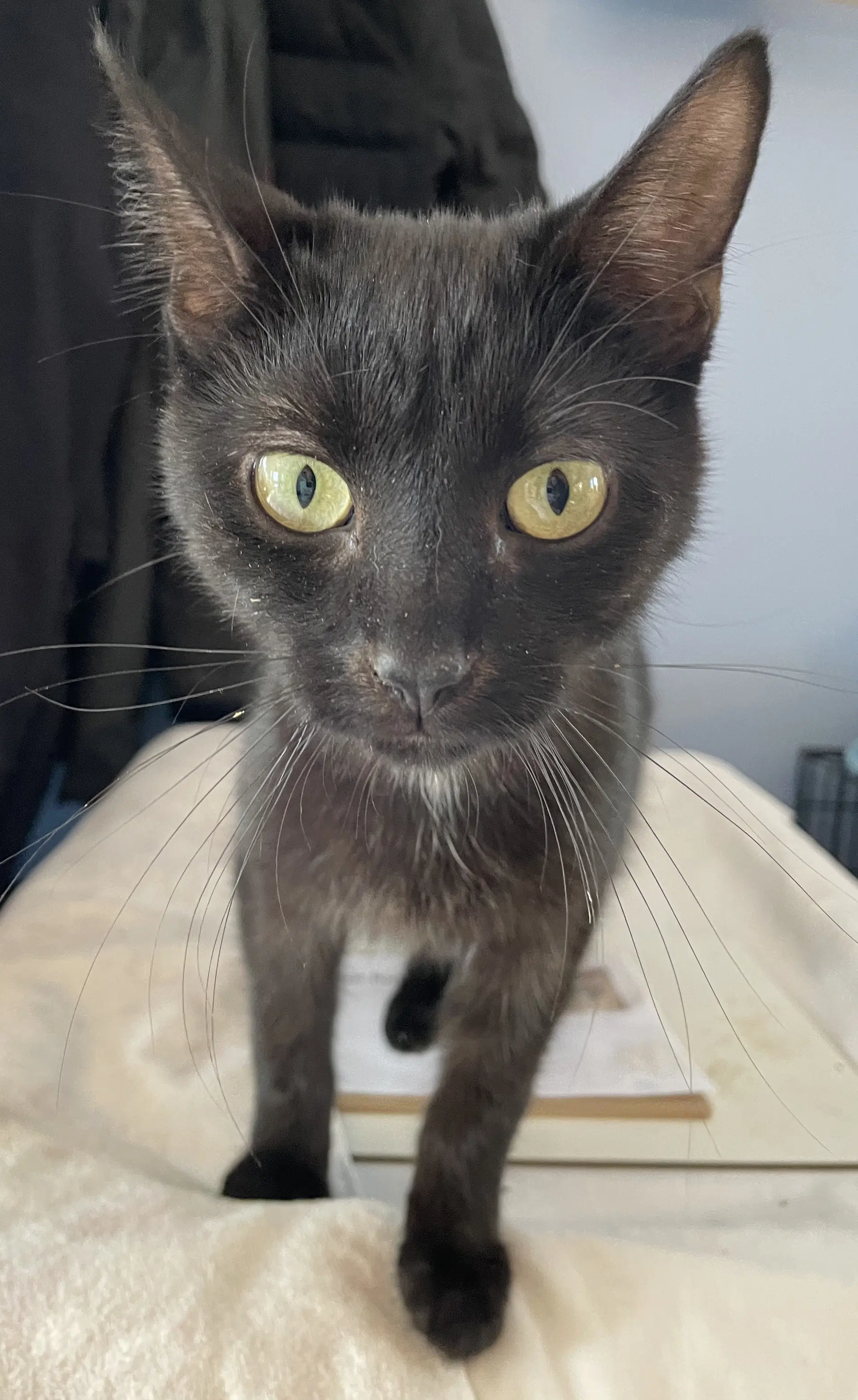 Dracula - Domestic Short Hair