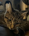 Osiris - Photo 1