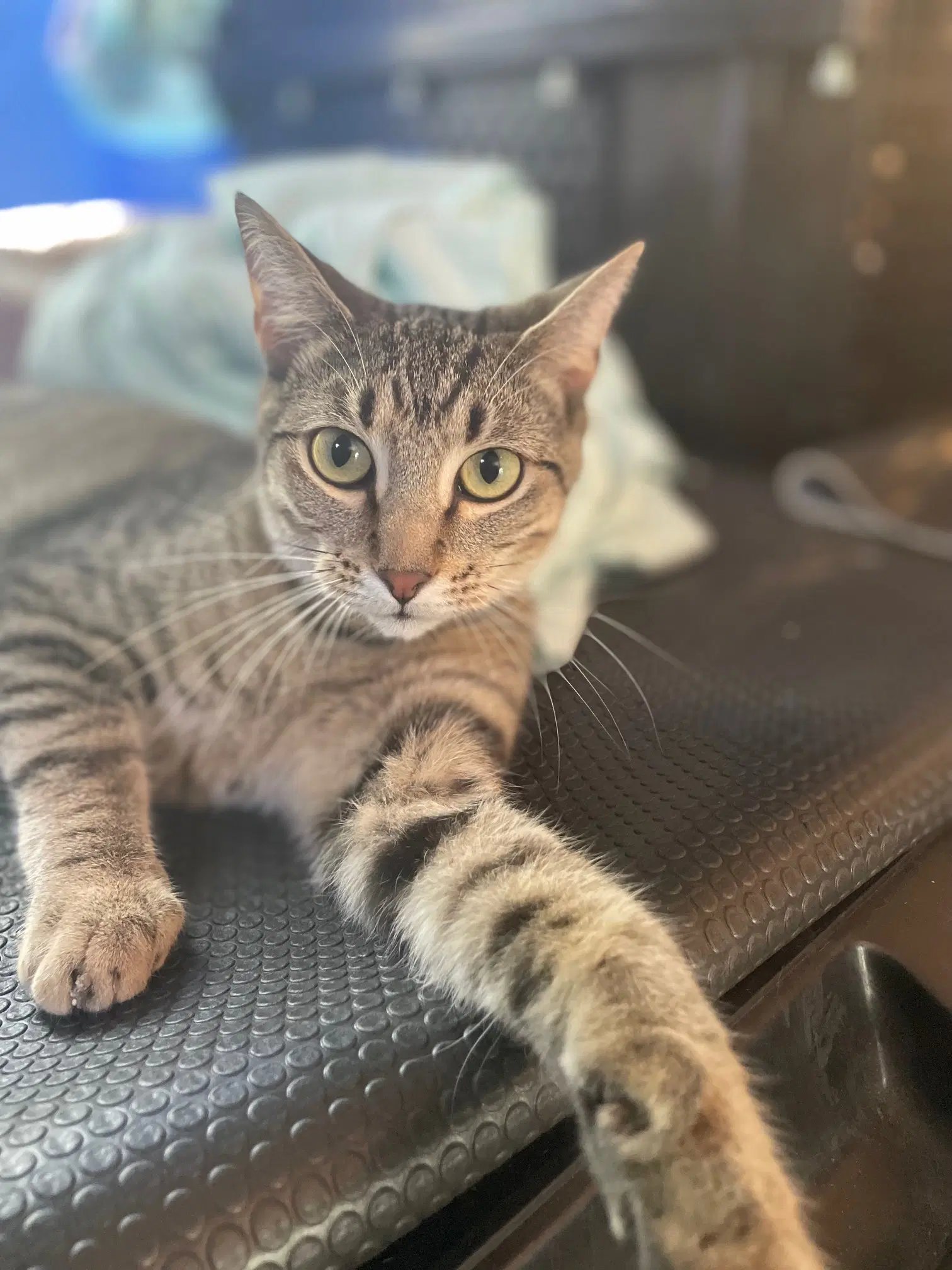Osiris - Tabby